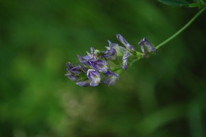 alfalfa-flower