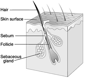 hair-follicle